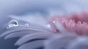 bibit parfum